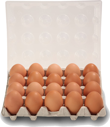 œufs x20